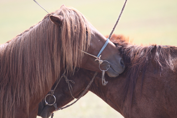 Mongolia horses